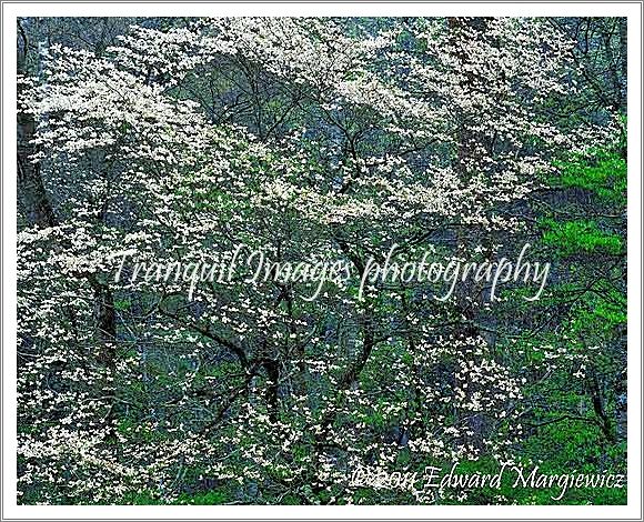 450739 Dogwoods and rain North Carolina